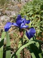 Image of German Iris