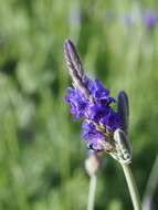 Plancia ëd Lavandula pinnata Lundmark