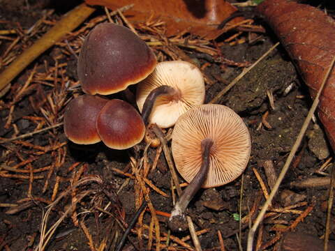 Image of Macrocystidia cucumis (Pers.) Joss. 1934