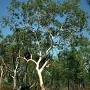 Слика од Eucalyptus apodophylla Blakely & Jacobs