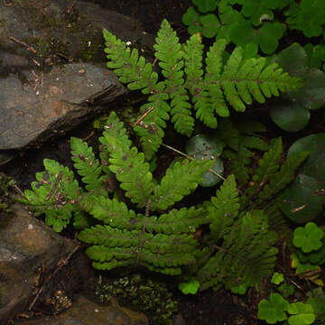 Image of Beech Fern