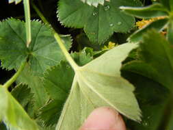 Image of smooth lady's mantle