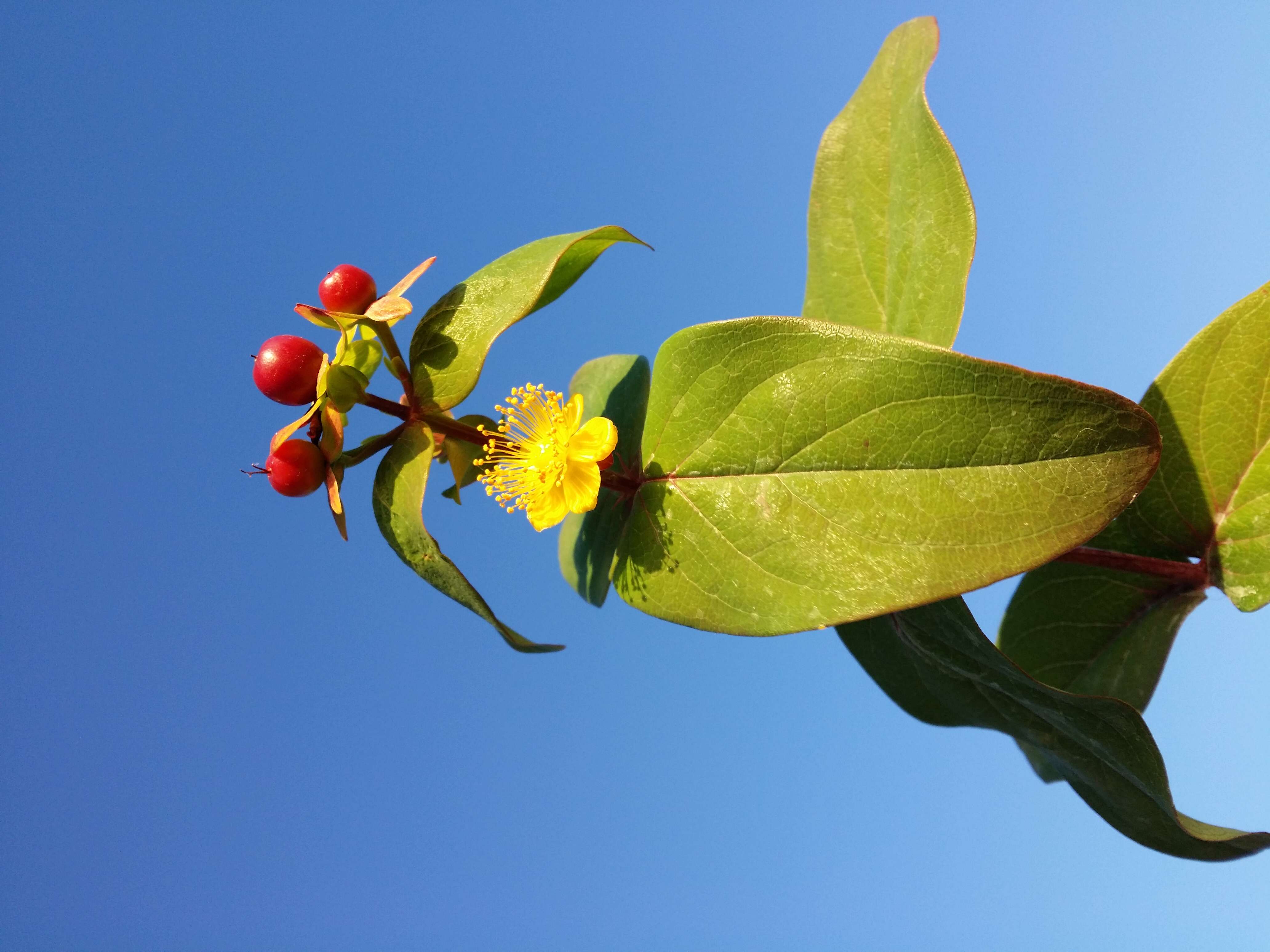 Image of sweet-amber