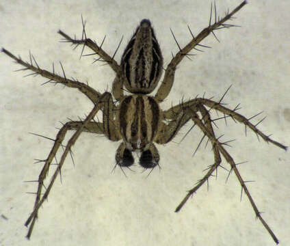 Image of Oxyopes gracilipes (White 1849)