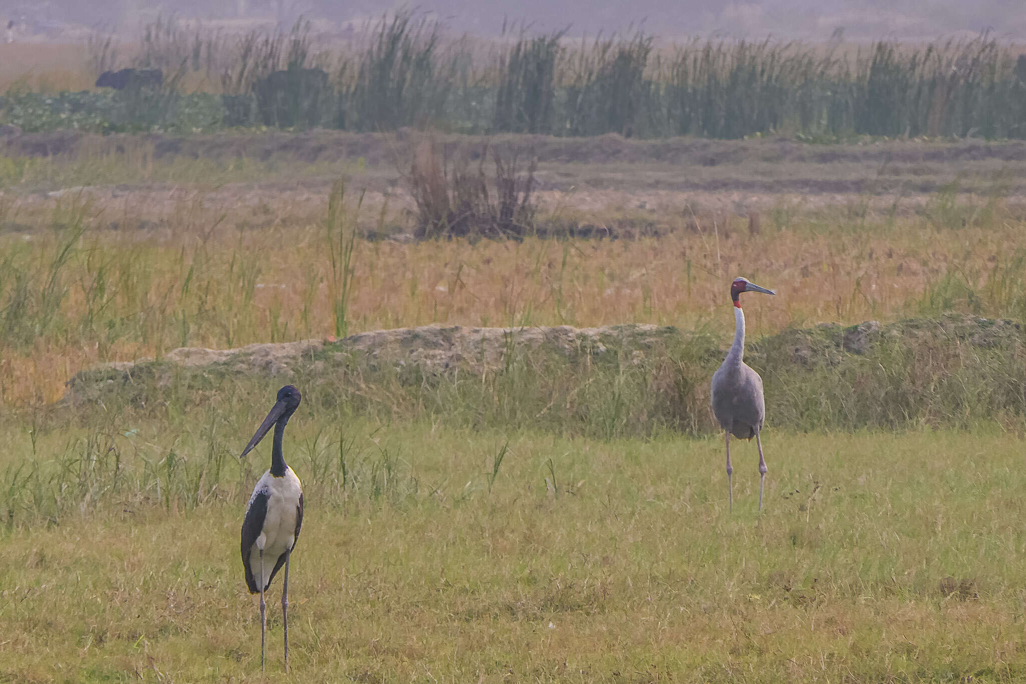 Image of Black-necked Stork