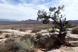 Image of Bigberry Juniper