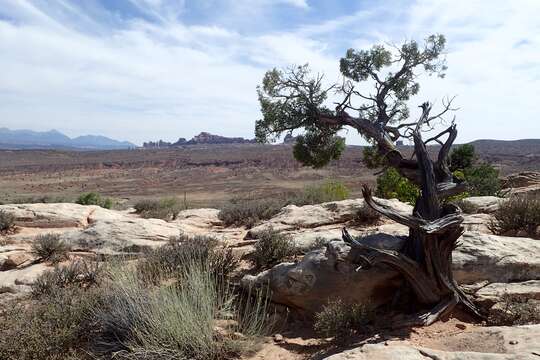 Image of Bigberry Juniper