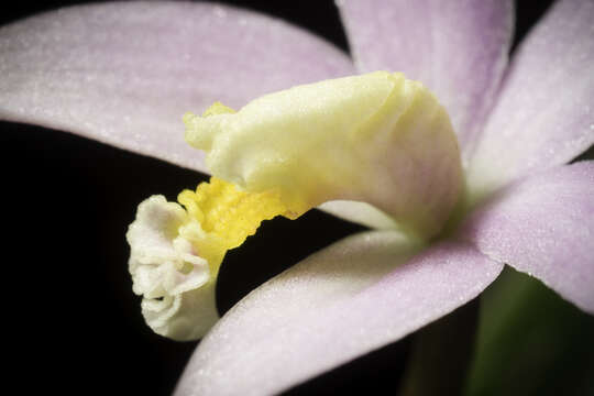 صورة Cattleya reginae (Pabst) Van den Berg