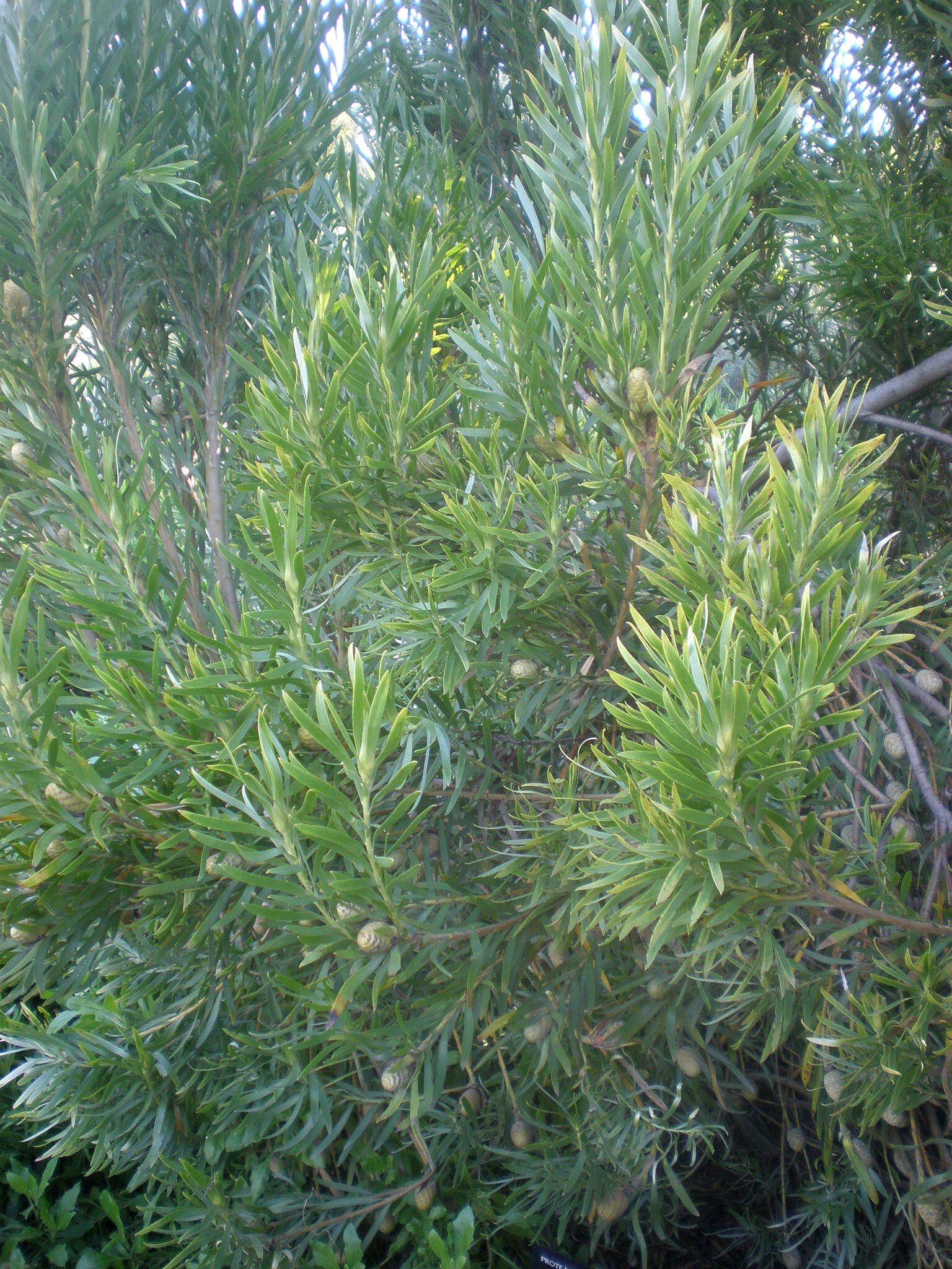 Image of Leucadendron meridianum Salter ex I. Williams