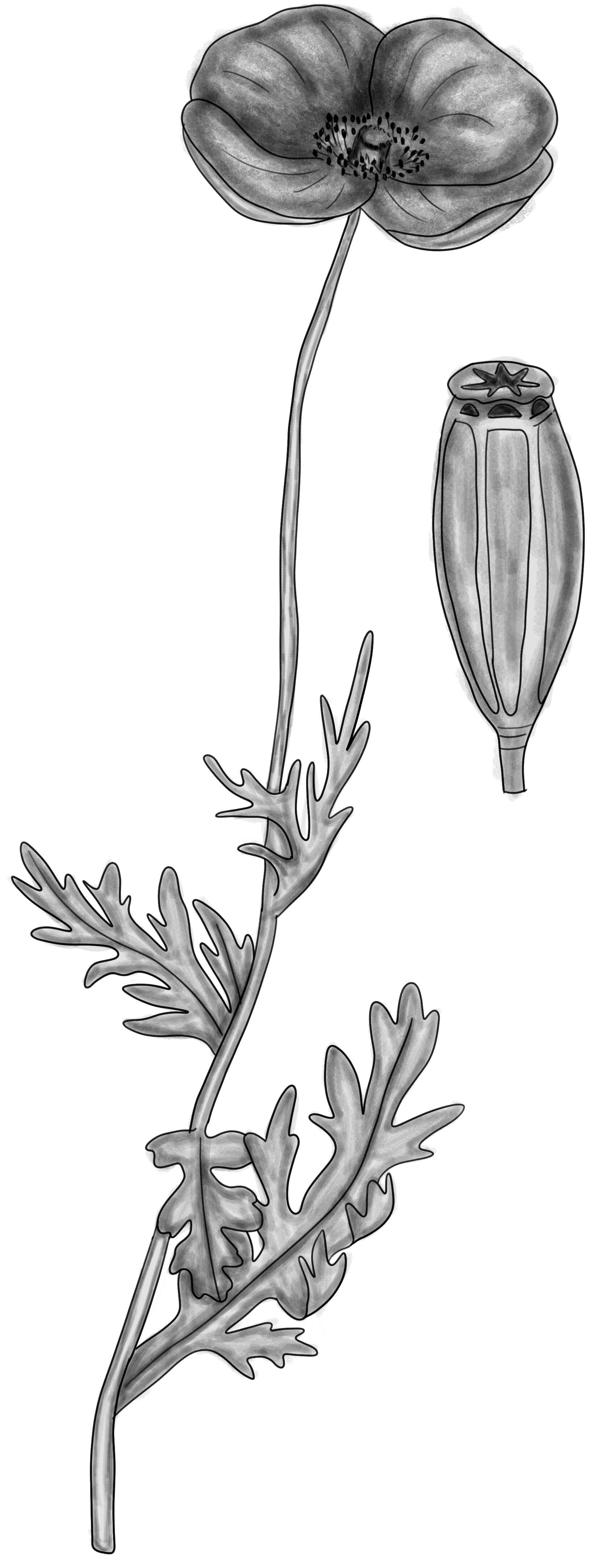 Image of Long-headed Poppy