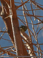 Слика од Phylloscopus chloronotus (Gray, JE, Gray & GR 1847)