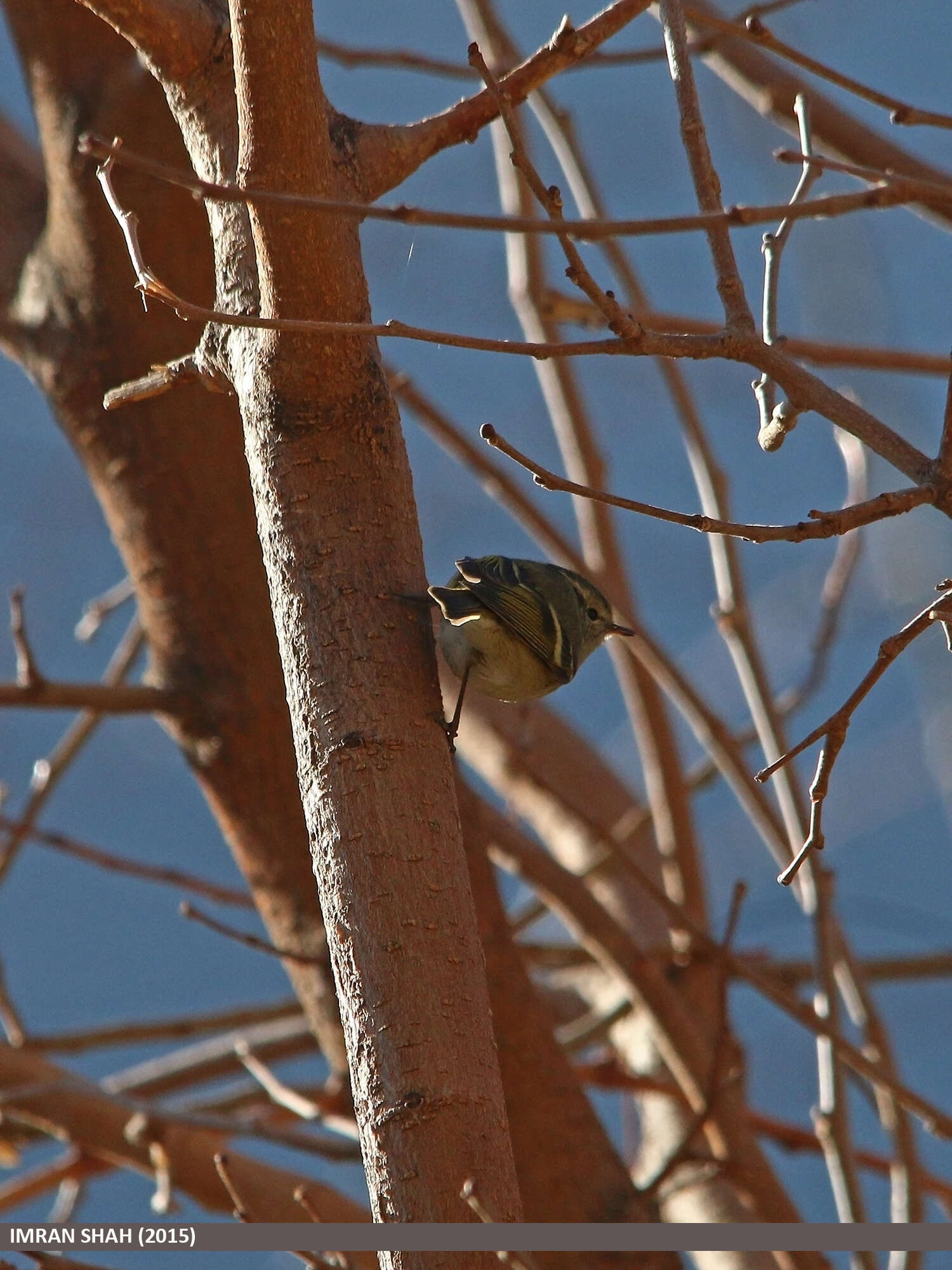 Слика од Phylloscopus chloronotus (Gray, JE, Gray & GR 1847)