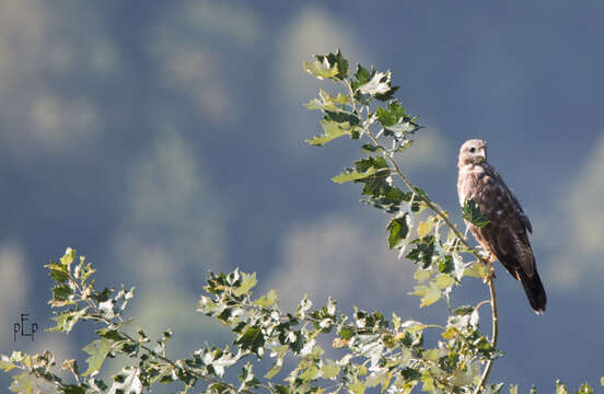 Image of Common Buzzard