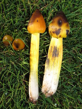 Image of Hygrocybe singeri (A. H. Sm. & Hesler) Singer 1958