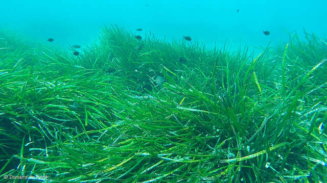 Image of posidonia