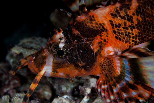 Image of Twinspot lionfish