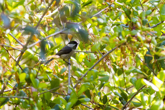 Image of Carolina Chickadee