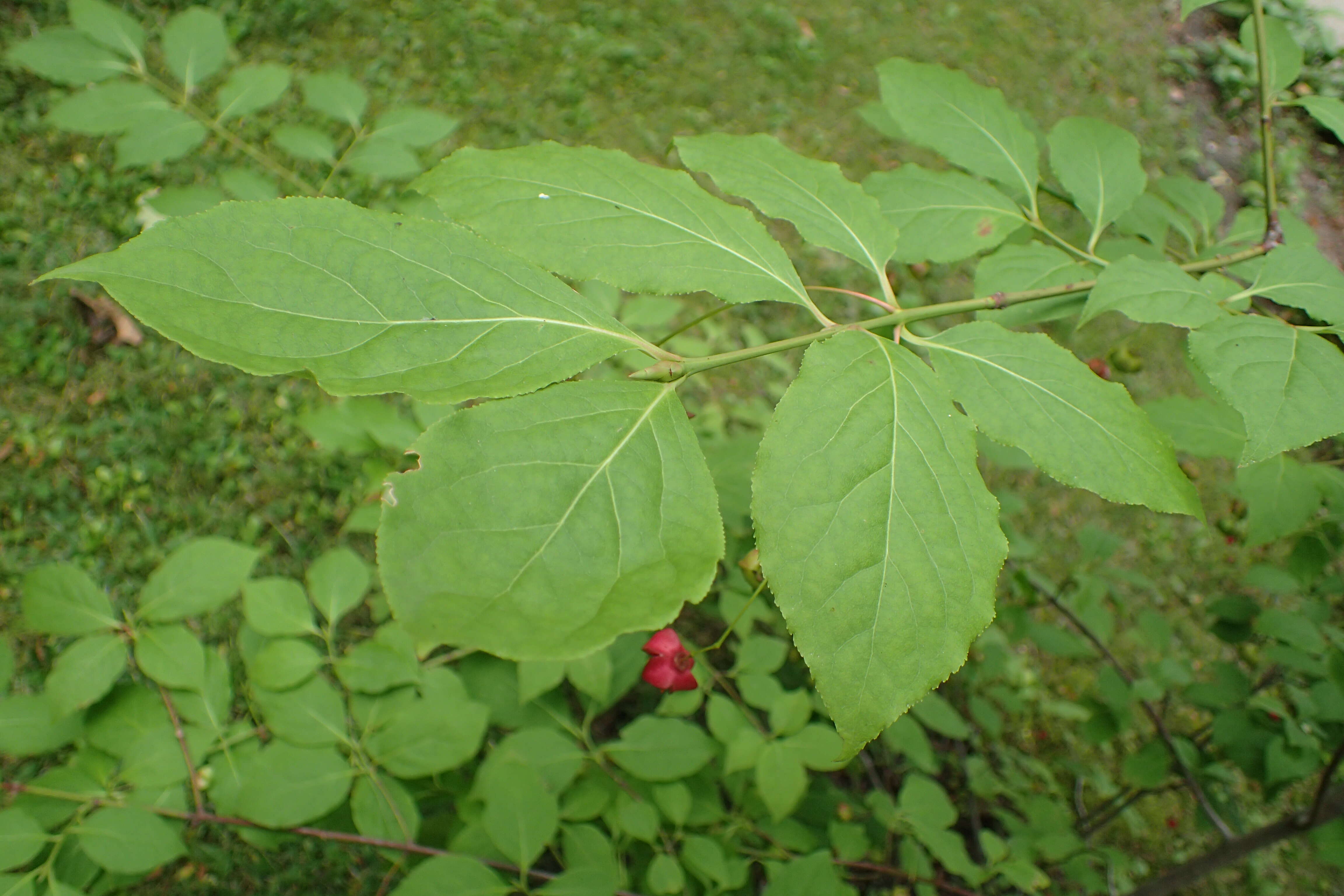 Image of Siberian Spindle