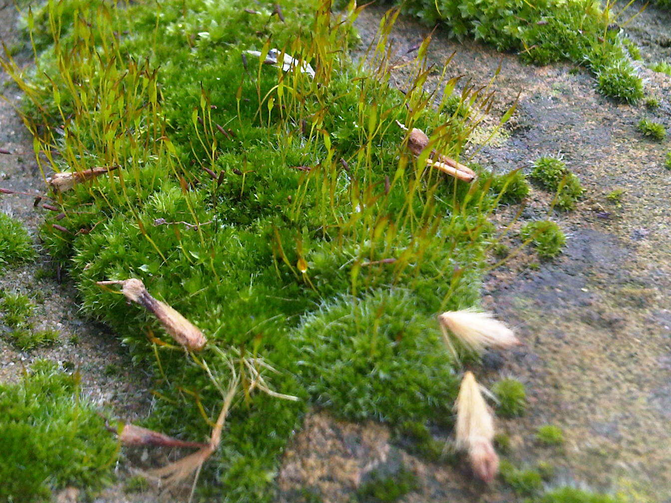 泛生牆苔的圖片