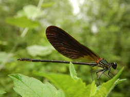 Image of Copper Demoiselle