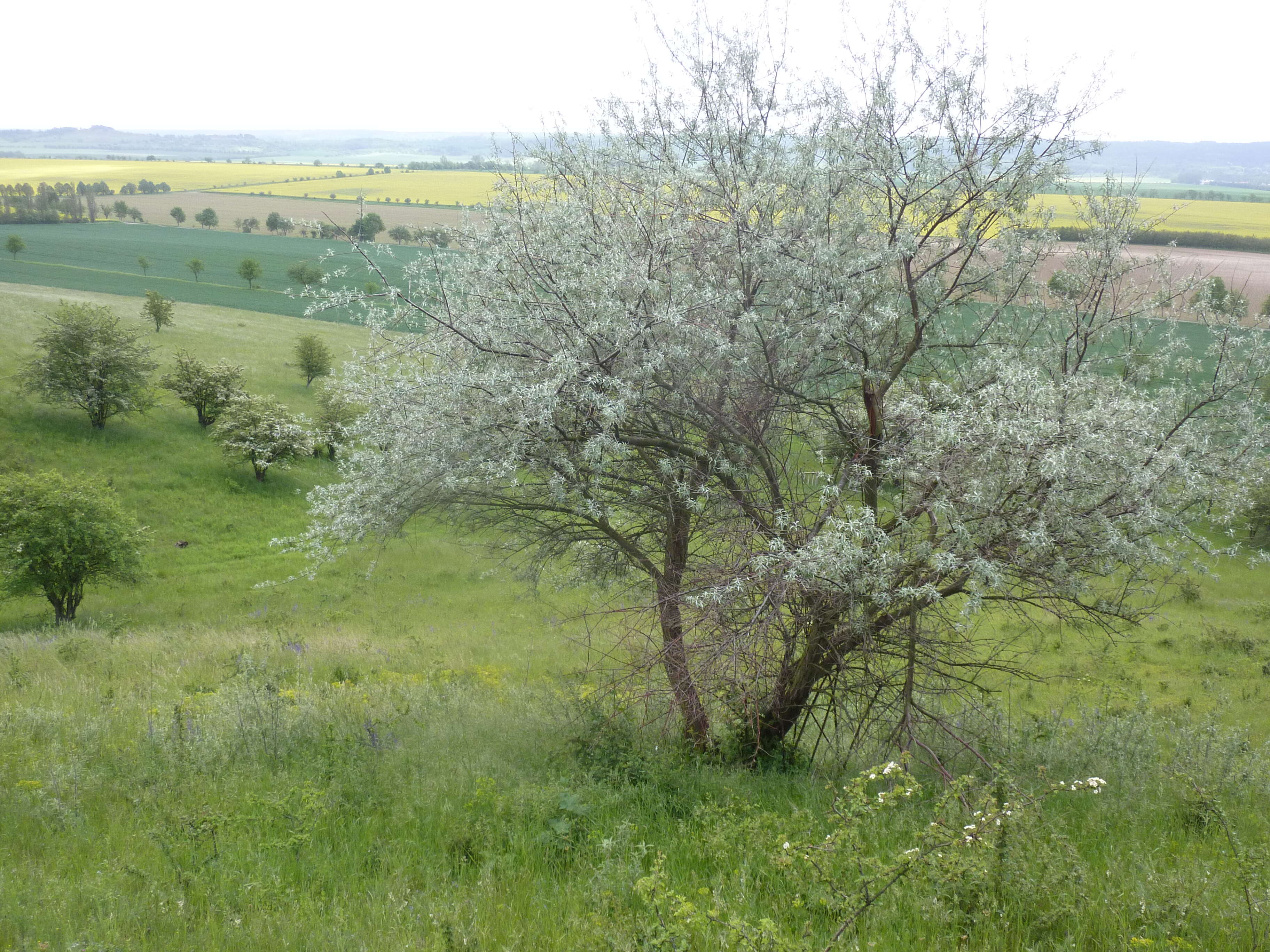 Image of Russian olive