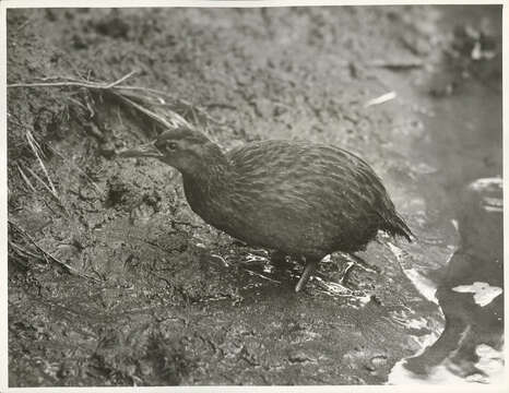 Image of Weka