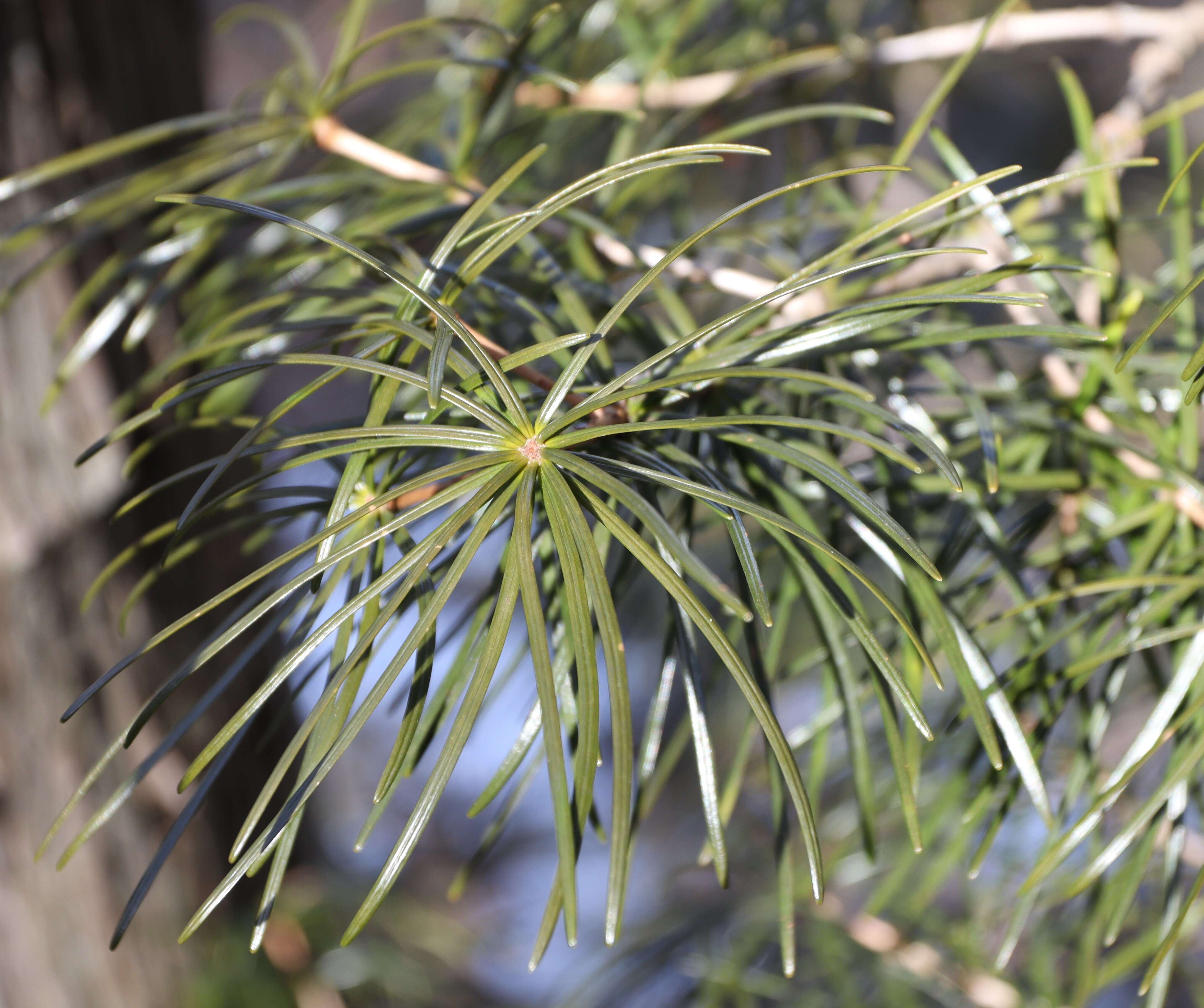 Image of umbrella-pine family