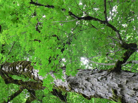 Imagem de Acer pseudoplatanus L.