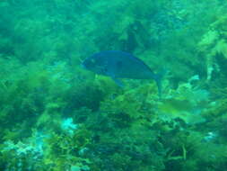 Image of Blue morwong