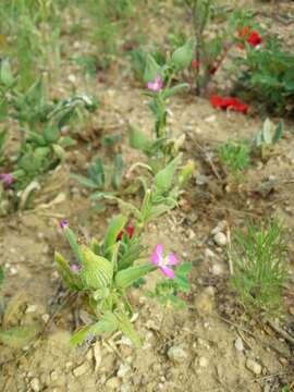 Image de Silene conoidea L.