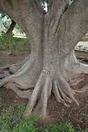 Image of Ficus retusa L.