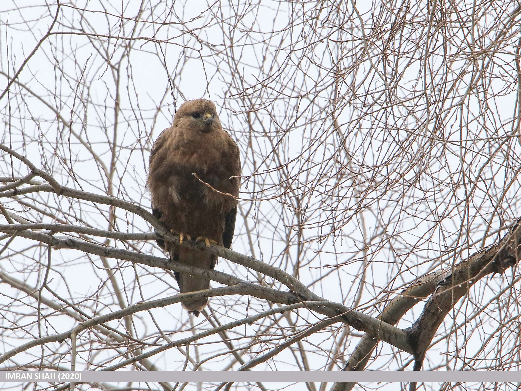 Imagem de Buteo burmanicus Hume 1875