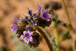 Image of scorpionweed