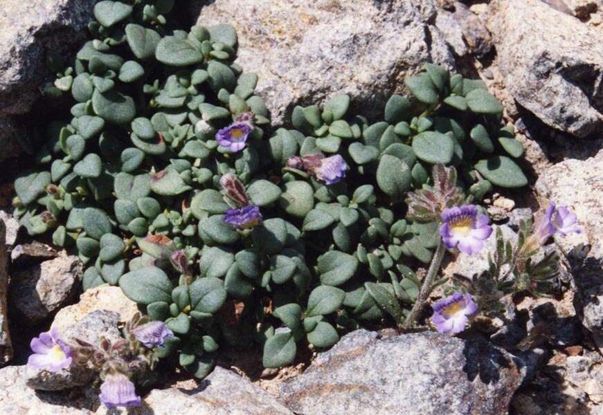 Image of Chaenorhinum origanifolium (L.) Fourr.