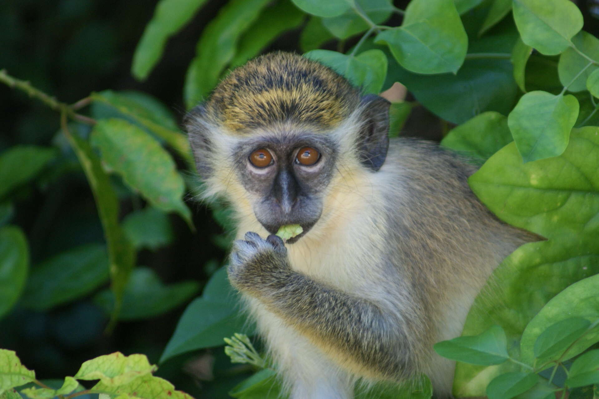 Image of Green Monkey