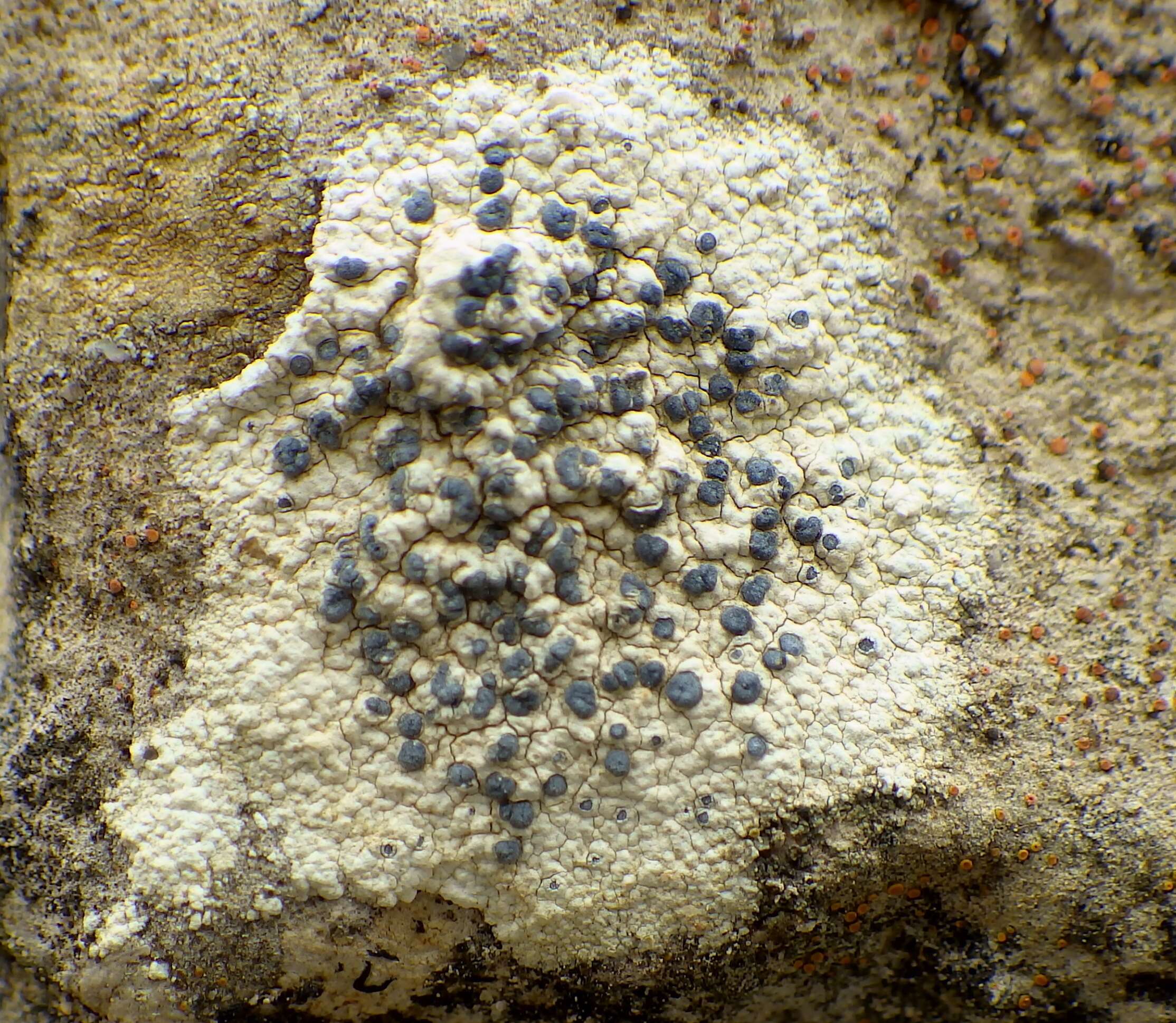 Image of diplotomma lichen