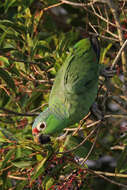 Imagem de Amazona autumnalis (Linnaeus 1758)