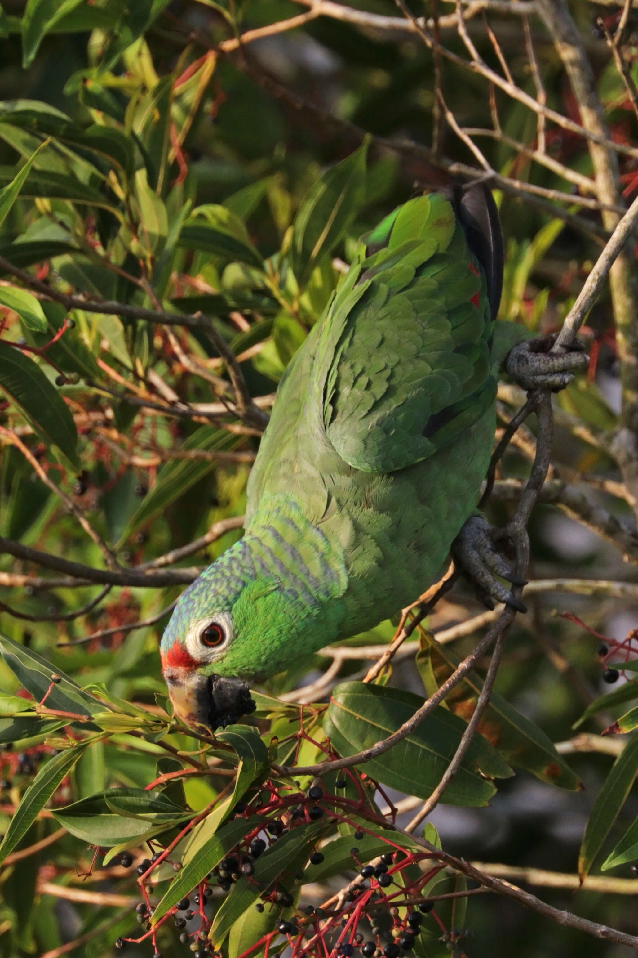 Imagem de Amazona autumnalis (Linnaeus 1758)