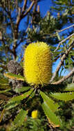 Plancia ëd Banksia attenuata R. Br.