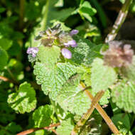 Image of purple archangel