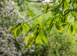 Image de Oxydendrum