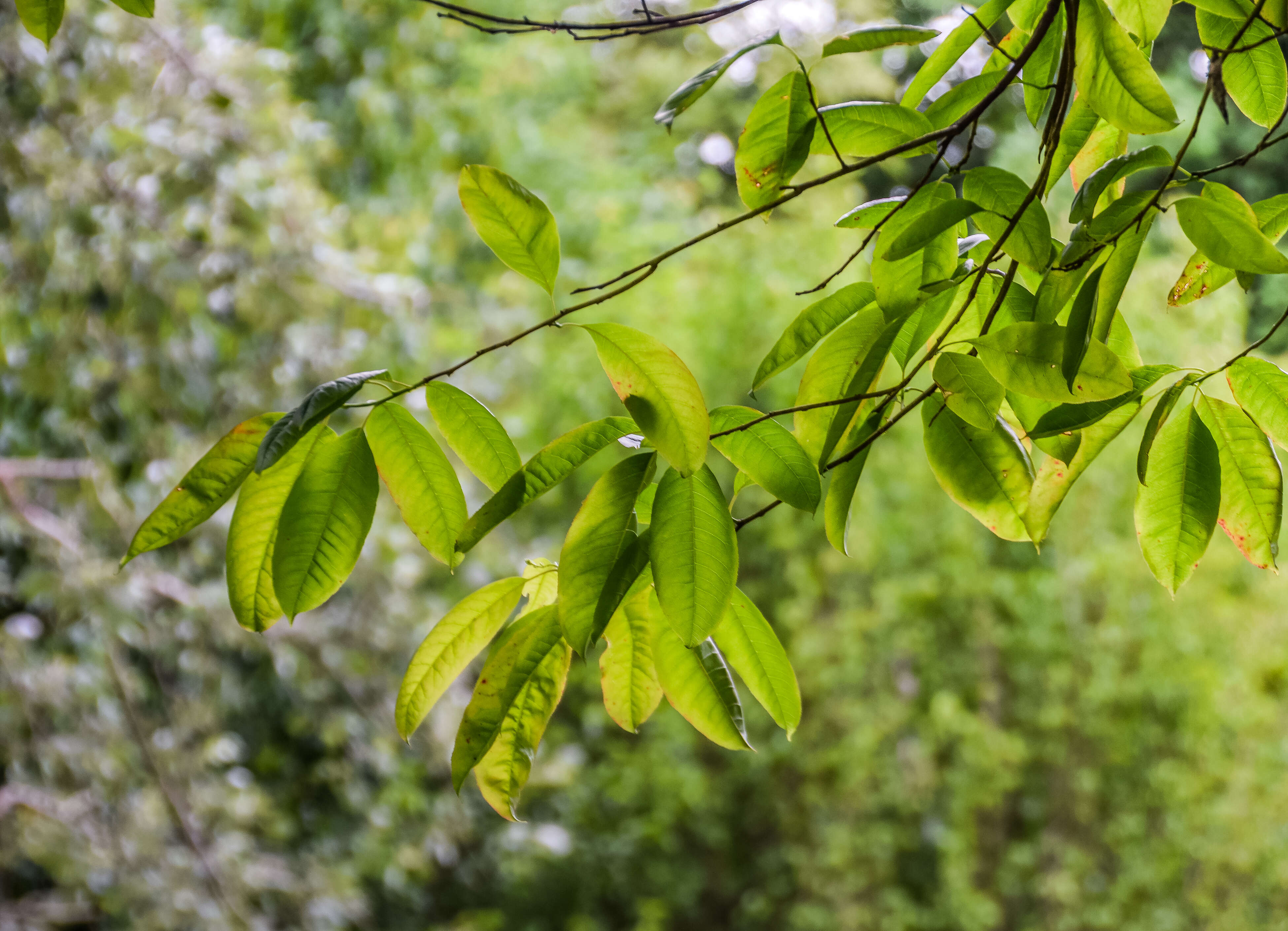 Image de Oxydendrum