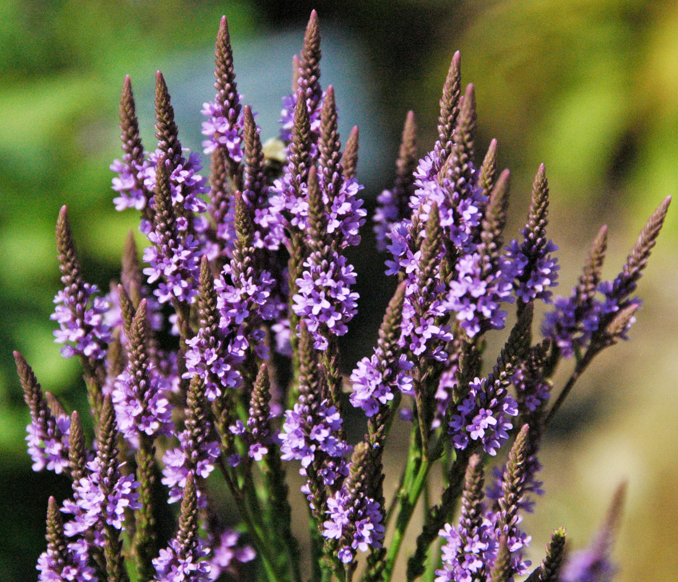 Image of swamp verbena