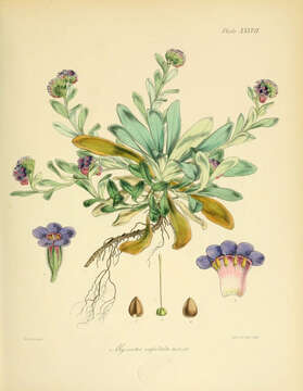 Image of Myosotis capitata Hook. fil.