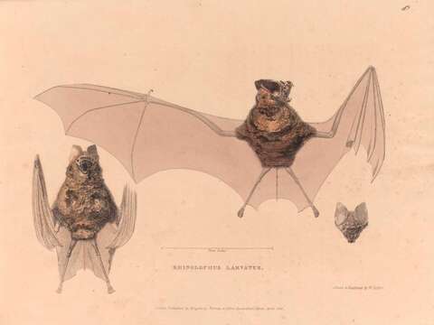 Image of Horsfield's Leaf-nosed Bat