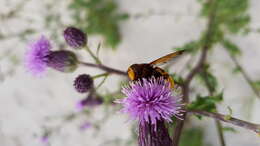 Image of hornet mimic hoverfly