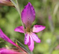 Image of Common Sword Lily