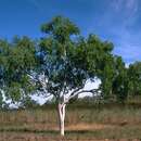 Image of Eucalyptus confluens W. V. Fitzg. ex Maiden