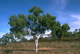 Image of Eucalyptus confluens W. V. Fitzg. ex Maiden