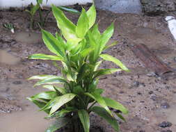 Image de Dracaena sanderiana Mast.